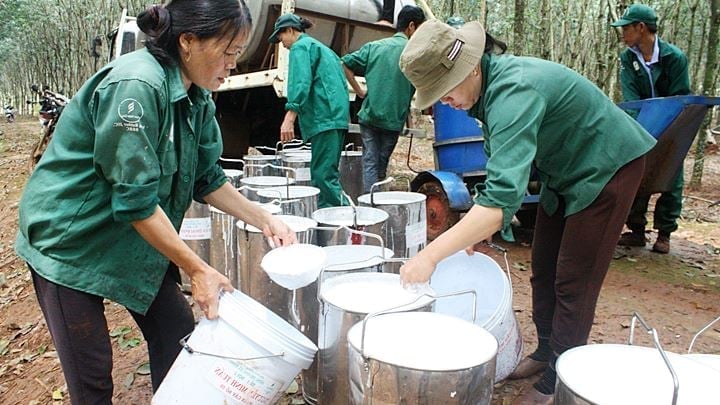 Latest rubber prices on May 15, 2025, domestically and globally