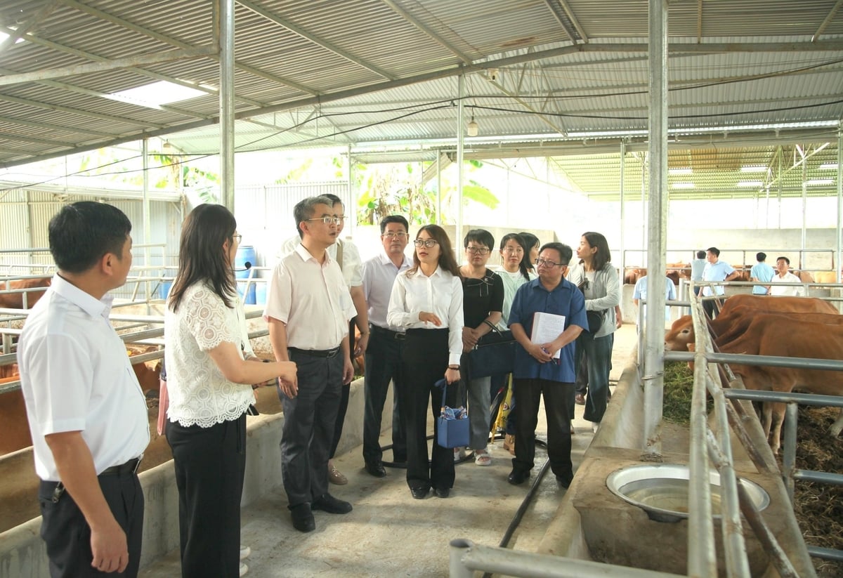 Các đại biểu tham quan mô hình chăn nuôi tại HTX Cát Lý, xã Thuận Hòa, huyện Vị Xuyên, tỉnh Hà Giang. Ảnh: VN. Các đại biểu tham quan mô hình chăn nuôi tại HTX Cát Lý, xã Thuận Hòa, huyện Vị Xuyên, tỉnh Hà Giang. Ảnh: VN.