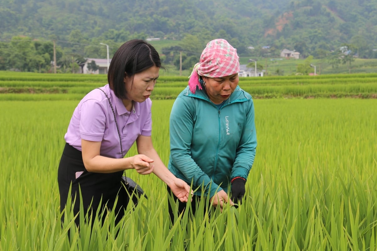 Cán bộ xã cùng bà con nhân dân xã Hợp Thành kiểm tra sâu bệnh trên lúa. Ảnh: H.Đ. Cán bộ xã cùng bà con nhân dân xã Hợp Thành kiểm tra sâu bệnh trên lúa. Ảnh: H.Đ.