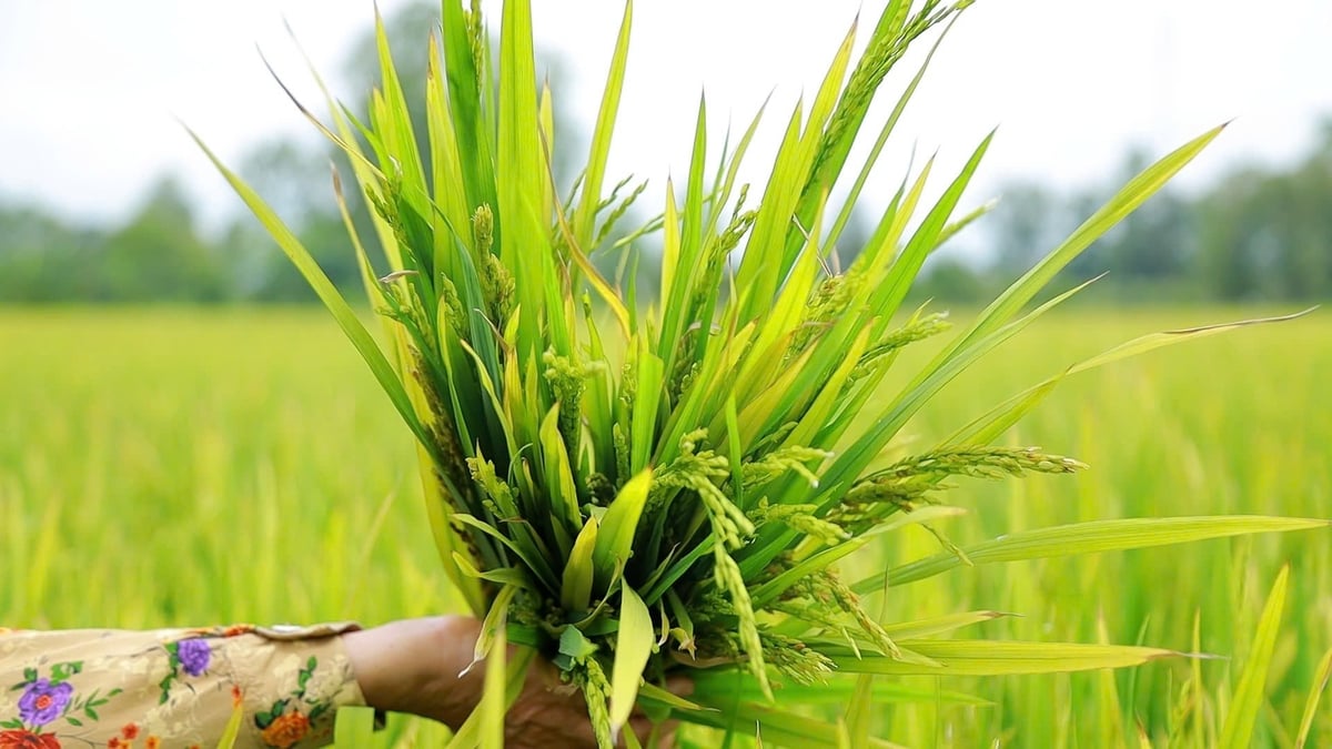 Cuối vụ thu hoạch nhưng nhiều diện tích lúa vẫn lép xanh. Ảnh: Ngọc Linh.