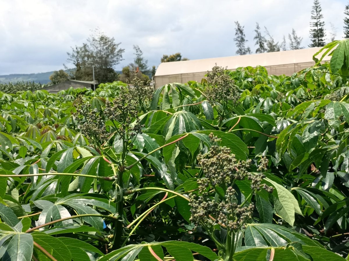 Cassava has long been a key crop in Southeast Asia, providing significant income due to its drought tolerance, low input requirements, and ease of cultivation. Photo: CIAT.