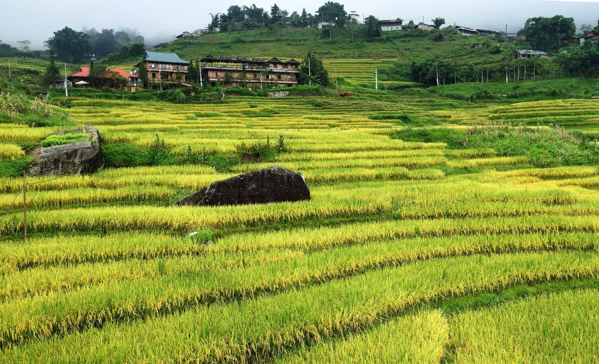 Mường hoa, Sa Pa mùa lúa chín đẹp như một bức tranh. Ảnh: Bích Hợp. Mường hoa, Sa Pa mùa lúa chín đẹp như một bức tranh. Ảnh: Bích Hợp.