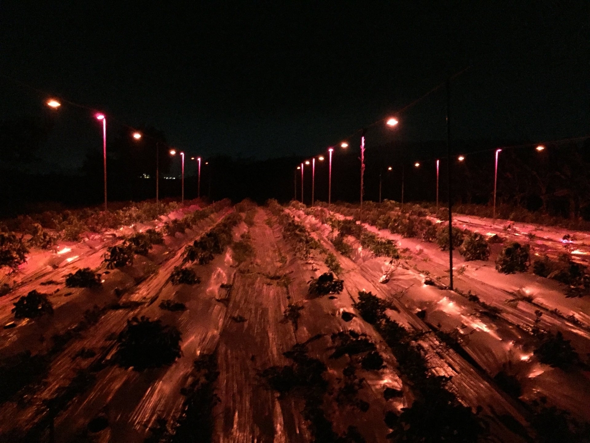 Researchers have successfully induced early flowering in upright, non-branching cassava varieties using red light exposure and pruning. Photo: CIAT.