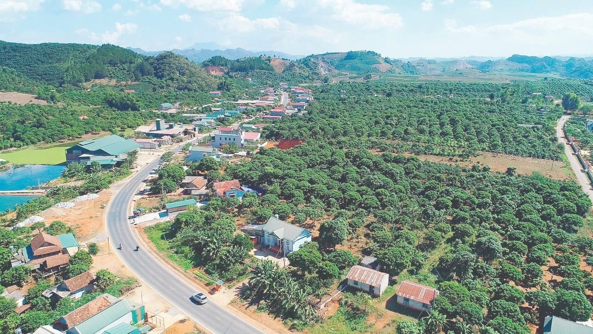Hành trình 10 năm đưa cây ăn quả lên đất dốc tại Sơn La đã và đang mang đến những mùa quả ngọt. Ảnh: Nguyễn Nga. Hành trình 10 năm đưa cây ăn quả lên đất dốc tại Sơn La đã và đang mang đến những mùa quả ngọt. Ảnh: Nguyễn Nga.