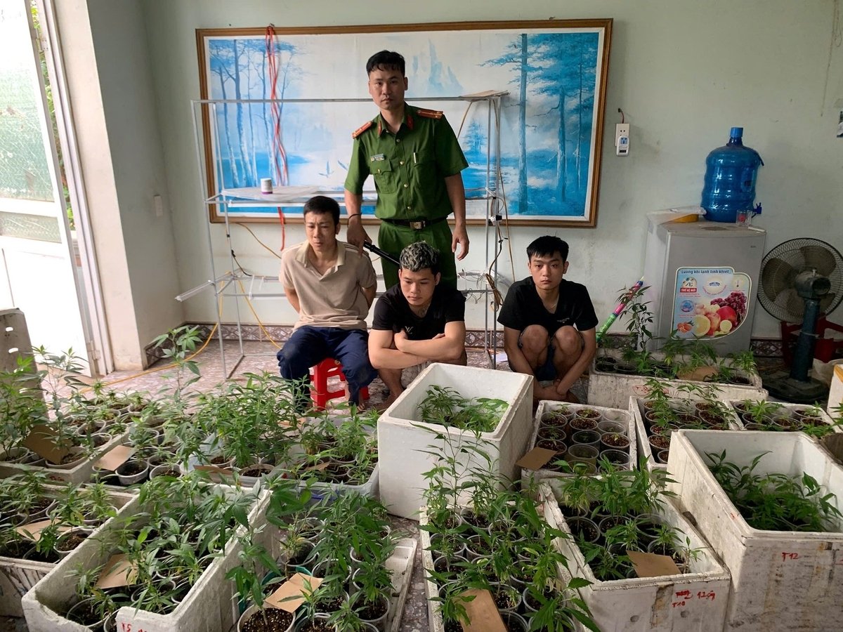 Công an phường Hùng Vương phát hiện, thu giữ tại nhà Đỗ Xuân Hiếu 317 cây cần sa. Ảnh: Công an TP Hải Phòng. Công an phường Hùng Vương phát hiện, thu giữ tại nhà Đỗ Xuân Hiếu 317 cây cần sa. Ảnh: Công an TP Hải Phòng.