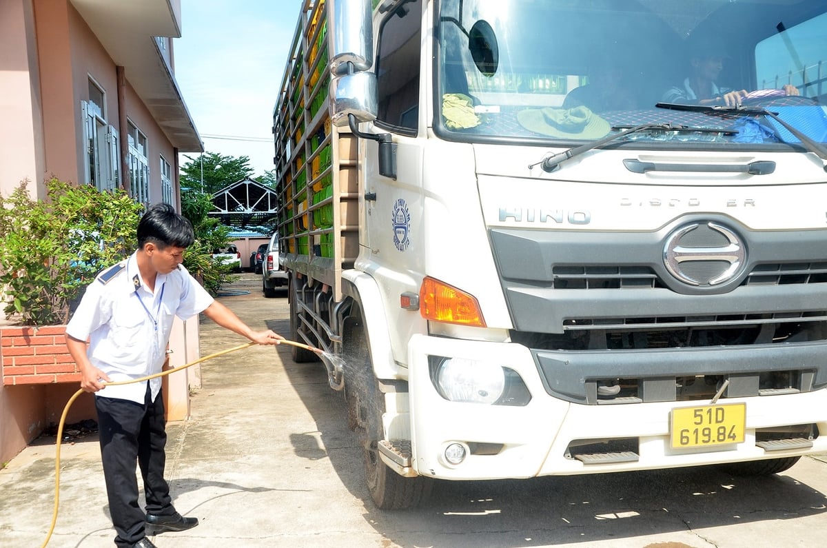 Nhân viên tại một trạm kiểm dịch động vật thuộc Bà Rịa - Vũng Tàu khử khuẩn xe chở gia cầm. Ảnh: Đông Hiếu. Nhân viên tại một trạm kiểm dịch động vật thuộc Bà Rịa - Vũng Tàu khử khuẩn xe chở gia cầm. Ảnh: Đông Hiếu.