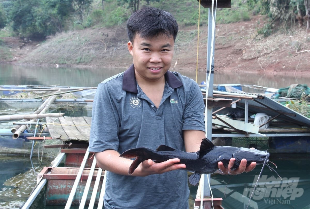 Theo anh Đinh Văn Thi, cá lăng nha nếu nuôi đúng kỹ thuật có thể tạo ra đột biến về thu nhập. Ảnh: Trung Quân. Theo anh Đinh Văn Thi, cá lăng nha nếu nuôi đúng kỹ thuật có thể tạo ra đột biến về thu nhập. Ảnh: Trung Quân.