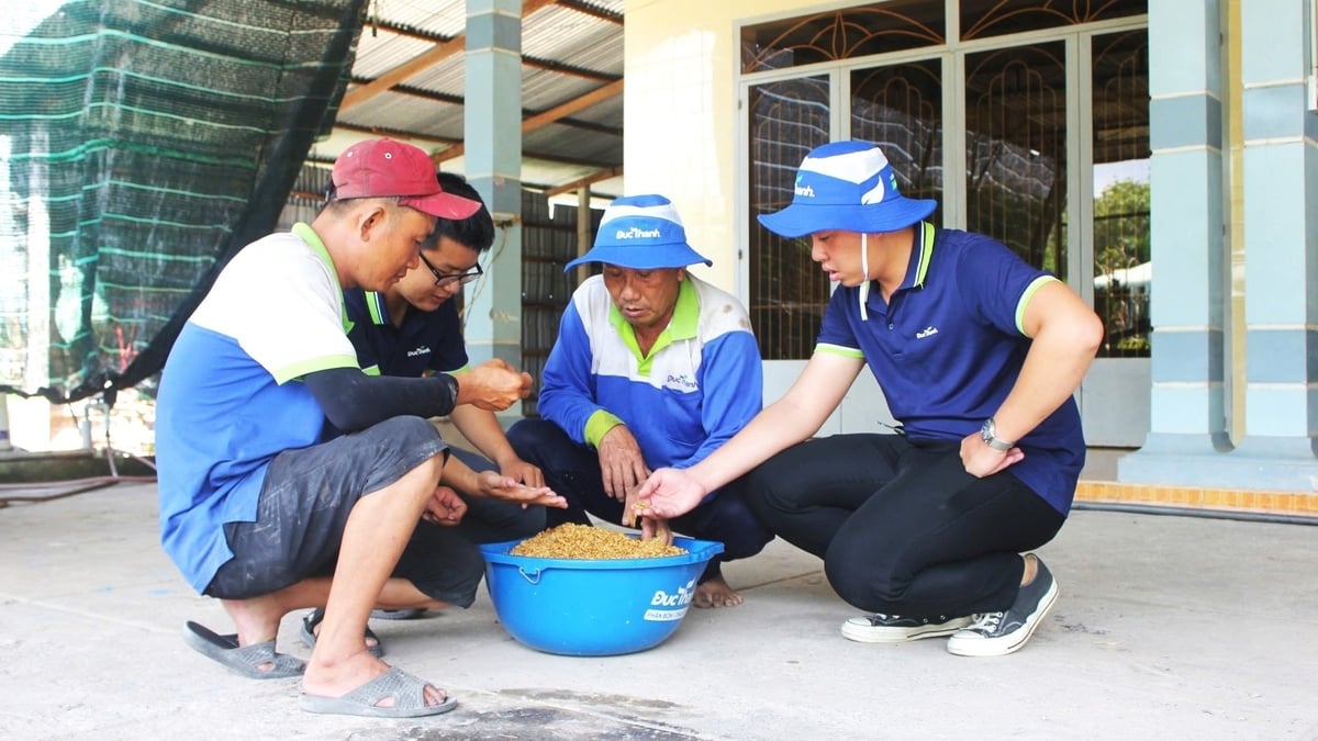 Kỹ sư nông nghiệp của Công ty Đức Thành hướng dẫn nông dân đánh giá chất lượng hạt lúa. Ảnh: Trần Phi. Kỹ sư nông nghiệp của Công ty Đức Thành hướng dẫn nông dân đánh giá chất lượng hạt lúa. Ảnh: Trần Phi.