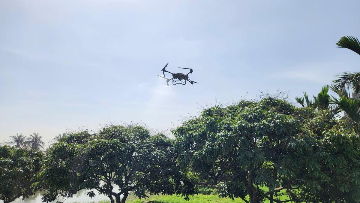 Người trồng vải chín sớm Phương Nam sử dụng thiết bị bay không người lái để phun thuốc BVTV. Ảnh: Nguyễn Thành. Người trồng vải chín sớm Phương Nam sử dụng thiết bị bay không người lái để phun thuốc BVTV. Ảnh: Nguyễn Thành.