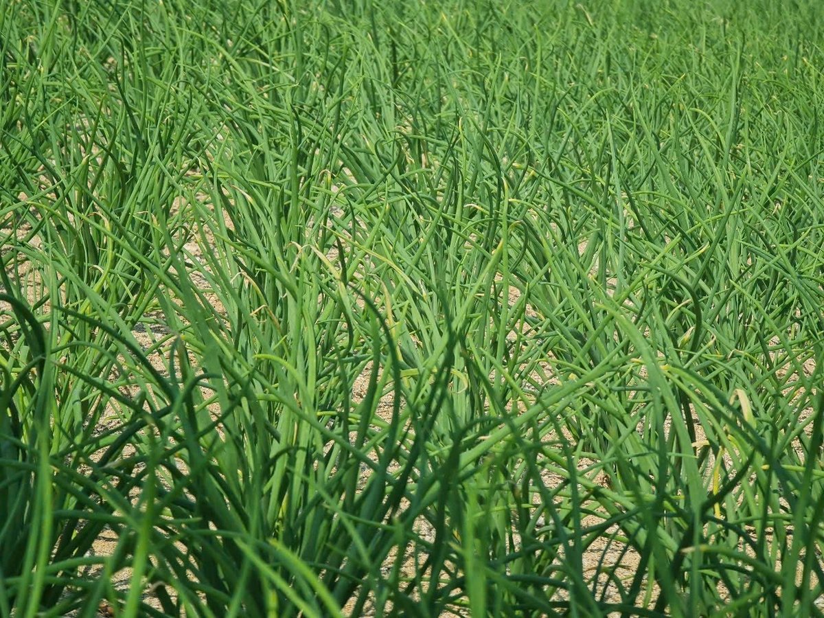 Hành, tỏi là cây trồng chủ lực trên đất đảo Lý Sơn. Ảnh: Văn Hà. Hành, tỏi là cây trồng chủ lực trên đất đảo Lý Sơn. Ảnh: Văn Hà.
