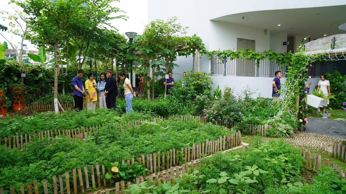 Vườn trường sinh thái của Trường Genesis Hà Nội. Ảnh: CCD. Vườn trường sinh thái của Trường Genesis Hà Nội. Ảnh: CCD.