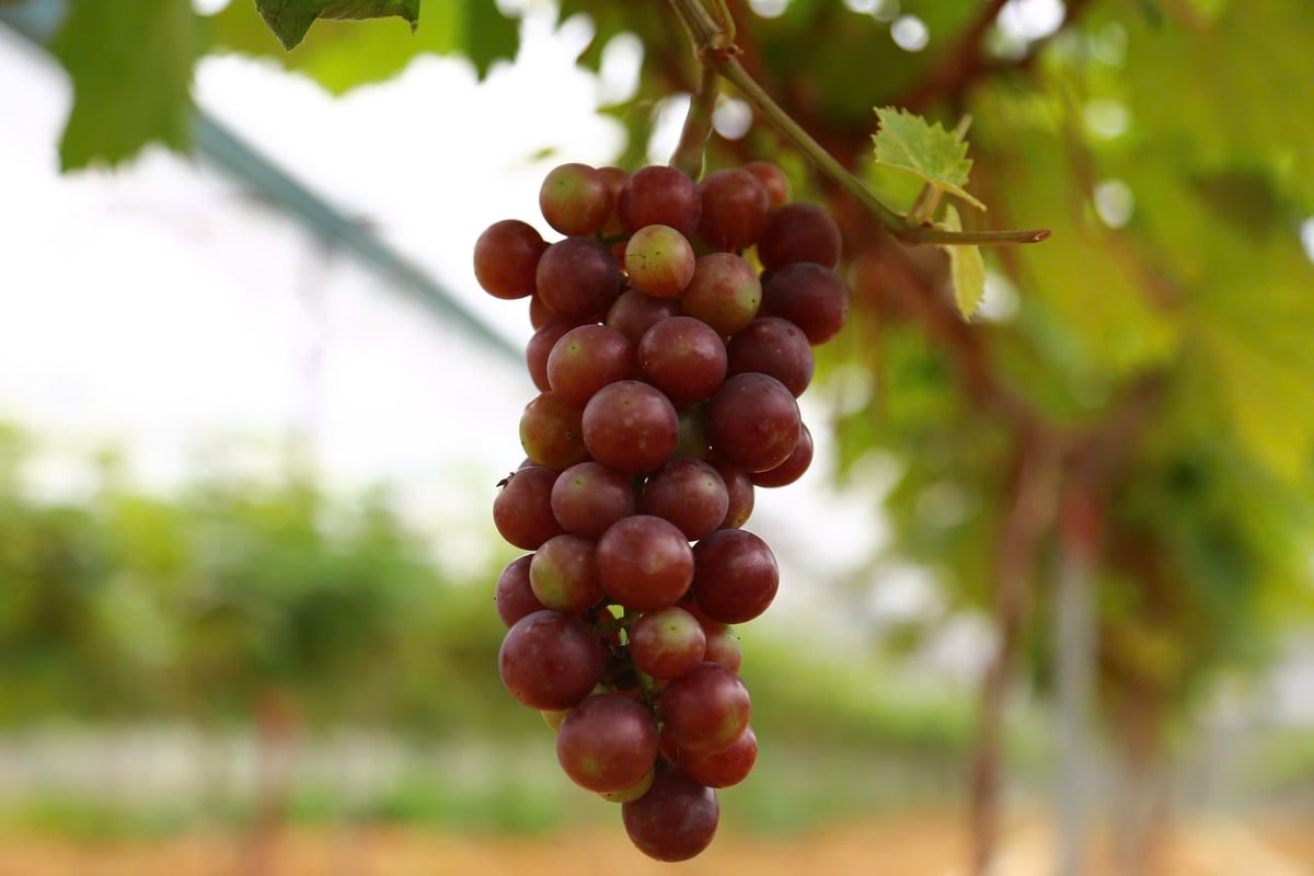 Giống nho Hạ đen tròn, không hạt, khi chín có màu tím thẫm, vỏ mỏng, thịt dày, vị ngọt đậm và mùi thơm dịu. Ảnh: Thanh Ngà.