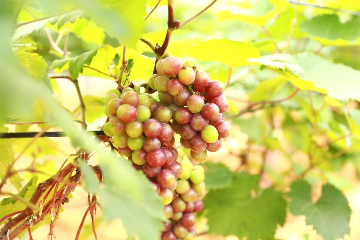 Những chùm nho đang dần chuyển màu, trĩu quả dưới nắng sớm, báo hiệu một mùa thu hoạch đang đến rất gần. Ảnh: Thanh Ngà.