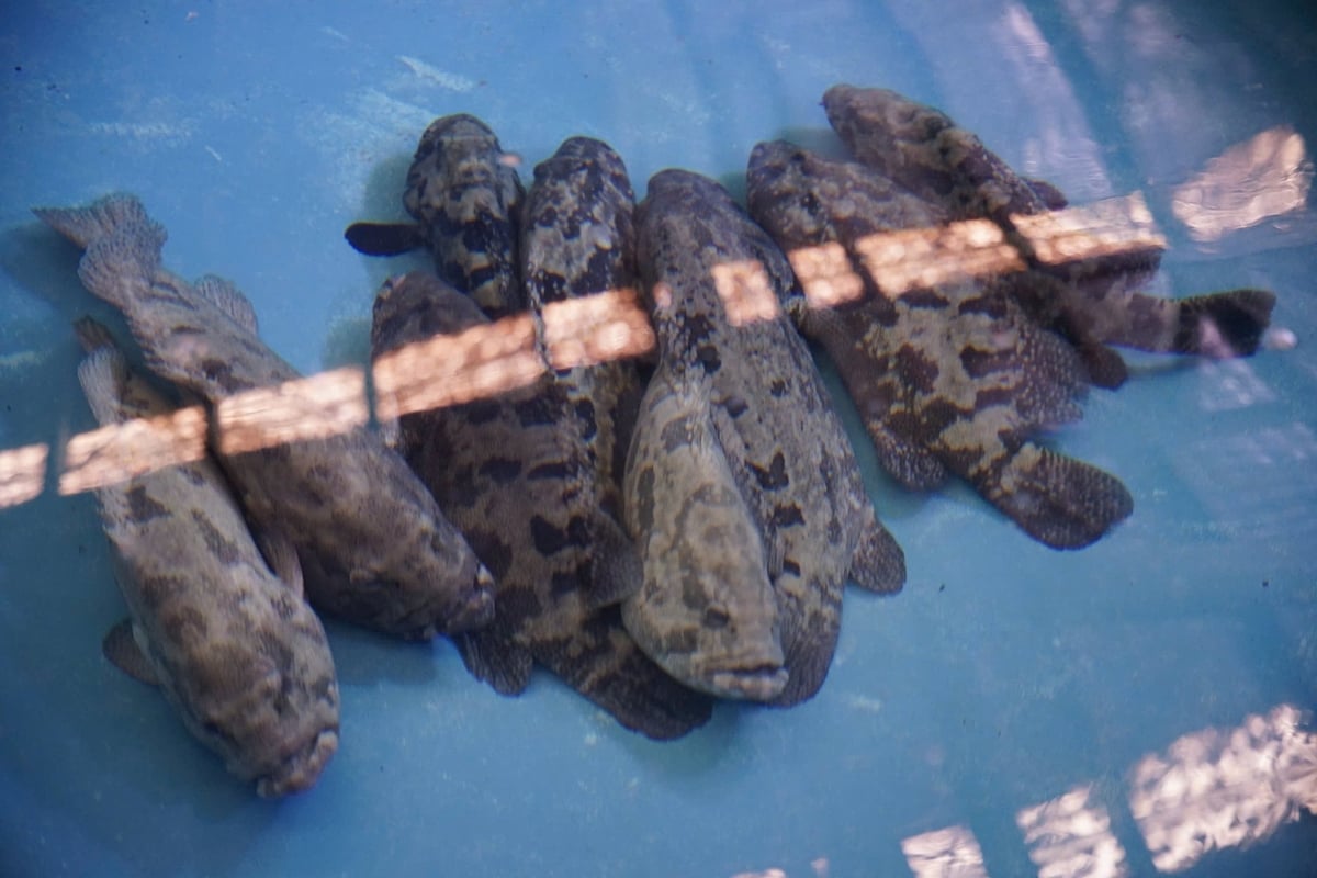 Hybrid grouper supply chain continues to encounter significant technical bottlenecks, particularly in fry quality and formulated feed. Photo: Linh Linh.