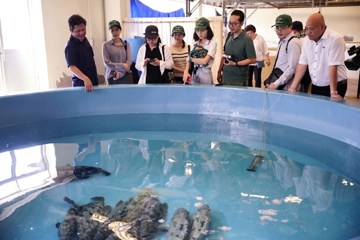 Dr. Truong Quoc Thai, Director of the Center for Marine Aquaculture Research and Development in Nha Trang (RIA3) introducing the project to reporters in the media tour held by Australian Counsulate in Ho Chi Minh City. Photo: Linh Linh.