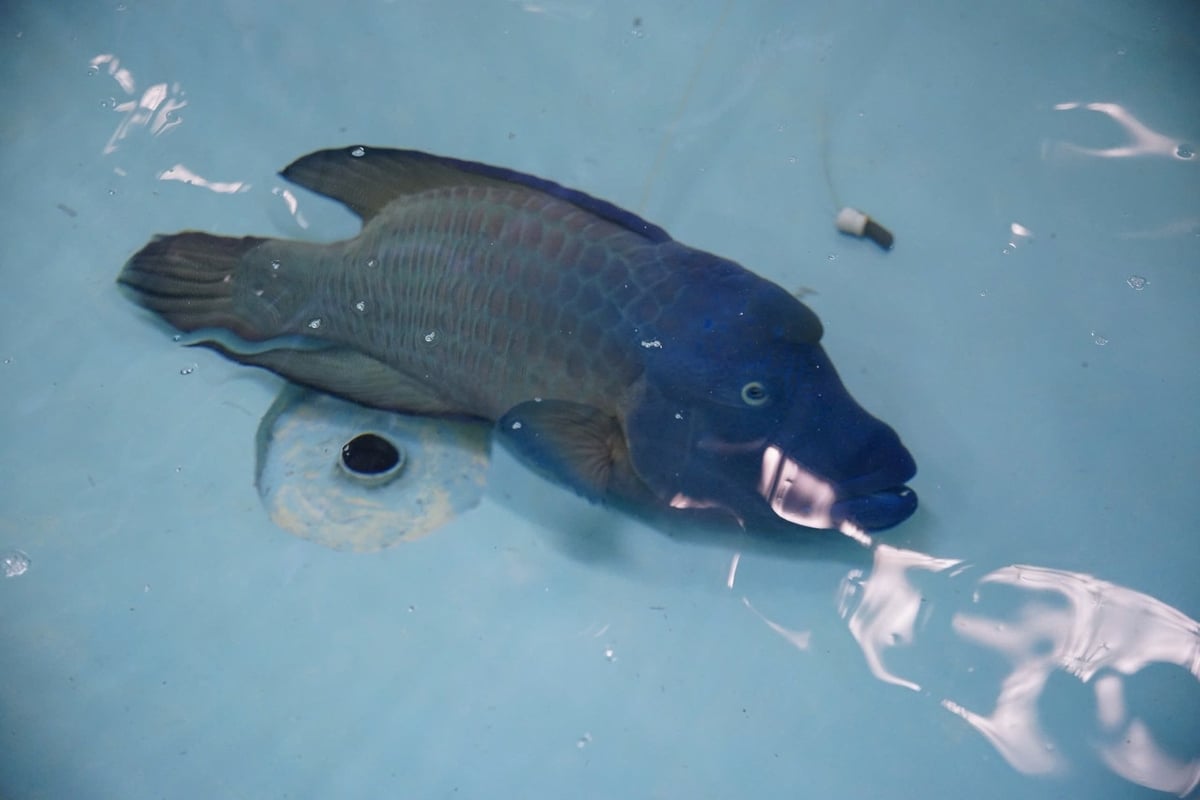 Beside the hybrid grouper, RIA is researching Humphead wrasse. Photo: Linh Linh.