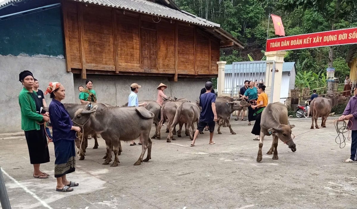 Năm 2024, có 20 hộ nghèo dân tộc thiểu số của xã Mường Chanh được nhận hỗ trợ trâu giống. Ảnh: Thanh Tâm Năm 2024, có 20 hộ nghèo dân tộc thiểu số của xã Mường Chanh được nhận hỗ trợ trâu giống. Ảnh: Thanh Tâm