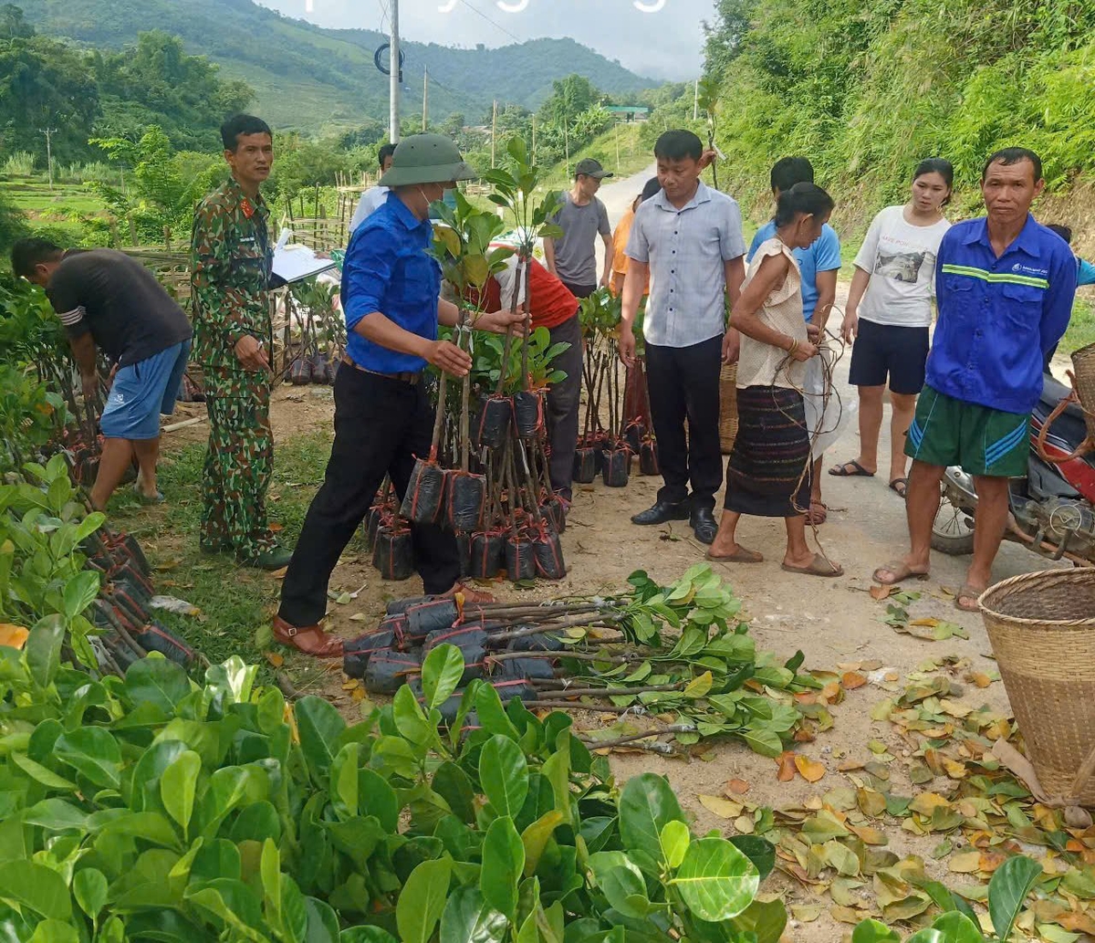 UBND xã Mường Chanh cấp cây giống cho người dân. Ảnh: Thanh Tâm UBND xã Mường Chanh cấp cây giống cho người dân. Ảnh: Thanh Tâm