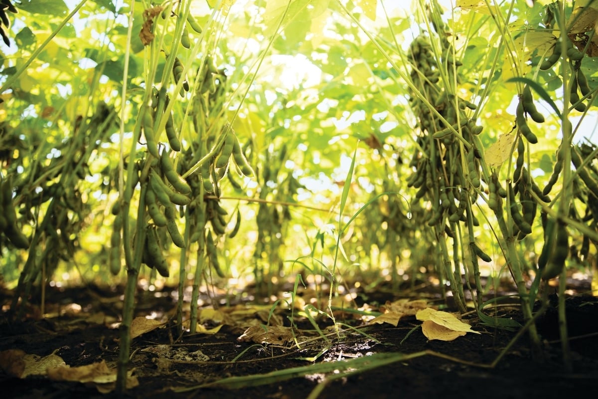 Rotating soybeans with other crops helps reduce costs, increase yields, and improve soil quality.