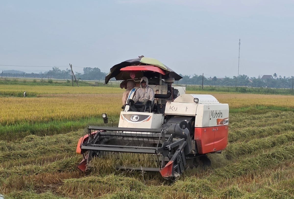 Nông dân Quảng Trị kém vui vì lúa đông xuân giảm năng suất, giá bán thấp. Ảnh: Võ Dũng. Nông dân Quảng Trị kém vui vì lúa đông xuân giảm năng suất, giá bán thấp. Ảnh: Võ Dũng.