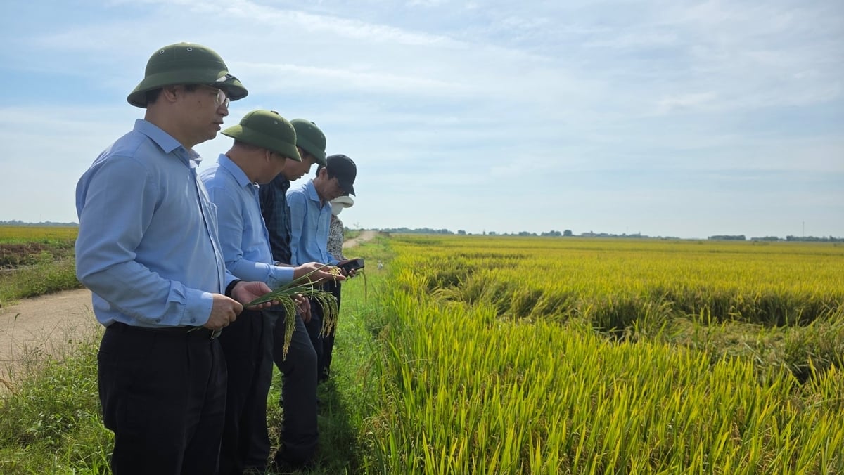 Ông Nguyễn Quý Dương (ngoài cùng bên trái) thăm đồng tại Quảng Trị và đưa ra nhận định: Đa phần diện tích lúa đông xuân giảm năng suất nằm ở các trà trổ bông trước ngày 15/4. Ảnh: Võ Dũng. Ông Nguyễn Quý Dương (ngoài cùng bên trái) thăm đồng tại Quảng Trị và đưa ra nhận định: Đa phần diện tích lúa đông xuân giảm năng suất nằm ở các trà trổ bông trước ngày 15/4. Ảnh: Võ Dũng.
