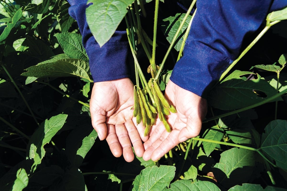 In Cu Jut district (Dak Nong province), the soybean–peanut/corn–sweet potato crop rotation model has achieved notably positive results.