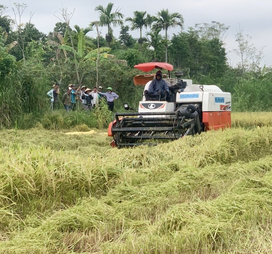 Trong quá trình thu hoạch, lúa bị rơi vãi nhiều do máy gặt bị sự cố. Ảnh: Văn Dinh. Trong quá trình thu hoạch, lúa bị rơi vãi nhiều do máy gặt bị sự cố. Ảnh: Văn Dinh.