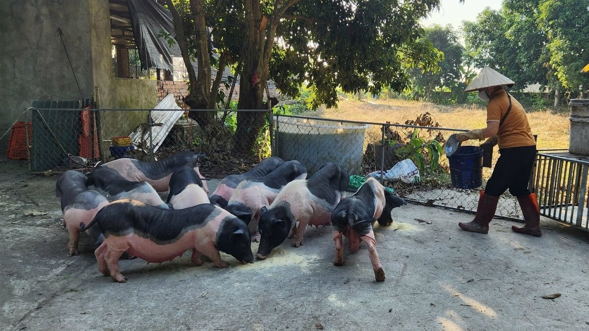Mô hình chăn nuôi lợn Móng Cái an toàn sinh học của HTX Vạn Thành Phát. Ảnh: Nguyễn Thành. Mô hình chăn nuôi lợn Móng Cái an toàn sinh học của HTX Vạn Thành Phát. Ảnh: Nguyễn Thành.