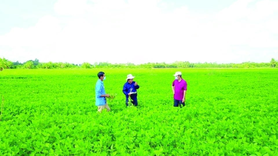 Crop rotation models involving soybeans not only bring economic benefits but also contribute to environmental protection. Photo: Ngoc Nam.