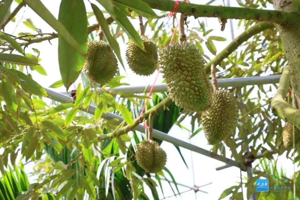 Một số cây sầu riêng cho ra quả tại nông trại số 1 của Công ty Ưu Kỳ. Ảnh: QQ. Một số cây sầu riêng cho ra quả tại nông trại số 1 của Công ty Ưu Kỳ. Ảnh: QQ.