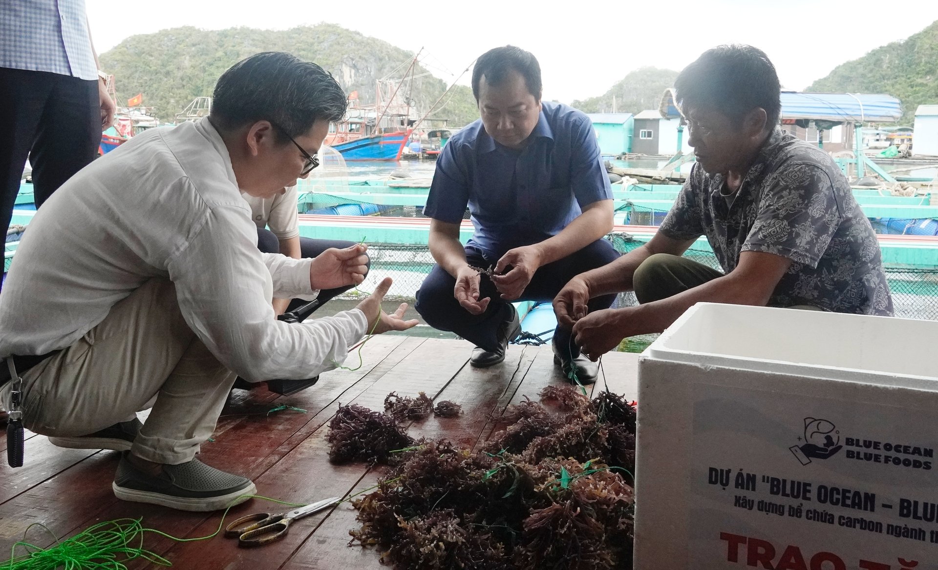 Cục trưởng Cục Thủy sản và Kiểm ngư Trần Đình Luân (giữa) trực tiếp hướng dẫn bà con cách thả giống rong sụn. Ảnh: Hồng Thắm. Cục trưởng Cục Thủy sản và Kiểm ngư Trần Đình Luân (giữa) trực tiếp hướng dẫn bà con cách thả giống rong sụn. Ảnh: Hồng Thắm.