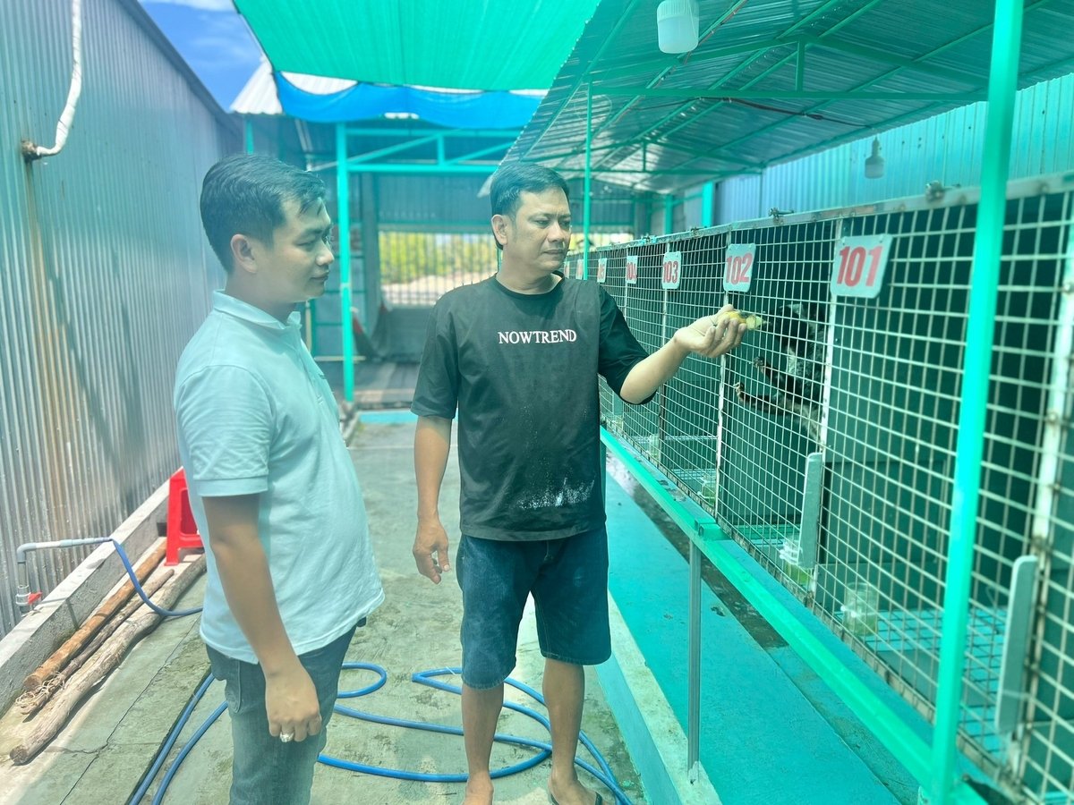 Ông Trung chia sẻ kỹ thuật nuôi chồn hiệu quả với phóng viên Báo Nông nghiệp và Môi trường. Ảnh: Văn Vũ. Ông Trung chia sẻ kỹ thuật nuôi chồn hiệu quả với phóng viên Báo Nông nghiệp và Môi trường. Ảnh: Văn Vũ.