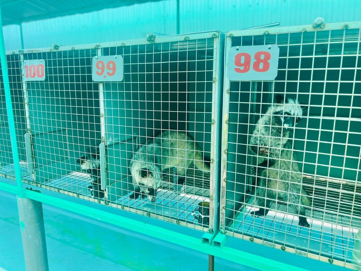 Ông Trung đánh dấu số cho từng con chồn để dễ dàng theo dõi kiểm tra sức khỏe. Ảnh: Trọng Linh. Ông Trung đánh dấu số cho từng con chồn để dễ dàng theo dõi kiểm tra sức khỏe. Ảnh: Trọng Linh.