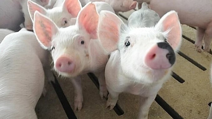 Latest live pig prices on May 16, 2025, in all three regions