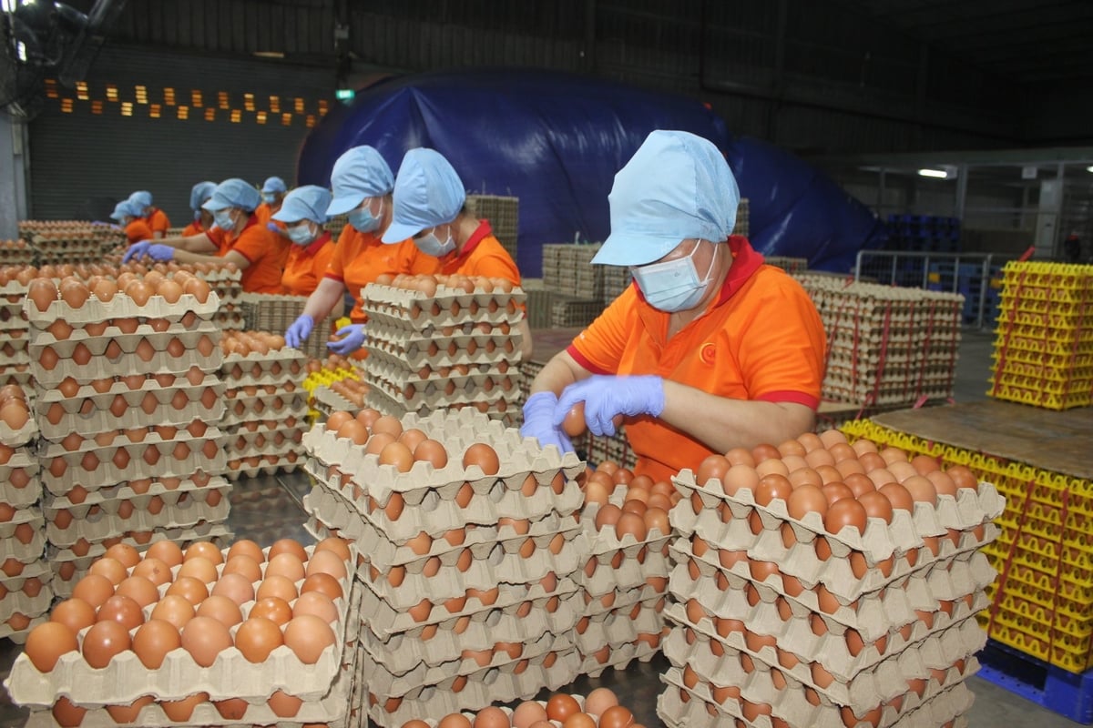 Doanh nghiệp chuyên sản xuất trứng gà tại Tây Ninh. Ảnh: Trần Trung. Doanh nghiệp chuyên sản xuất trứng gà tại Tây Ninh. Ảnh: Trần Trung.