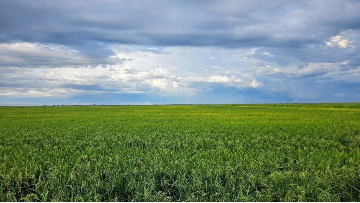 Hình ảnh ruộng lúa do công ty Agri VMA đầu tư sản xuất tại Cuba. Ảnh: ICD. Hình ảnh ruộng lúa do công ty Agri VMA đầu tư sản xuất tại Cuba. Ảnh: ICD.