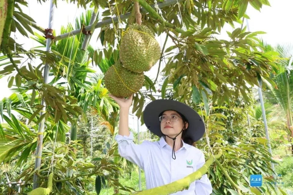 Nhân viên kiểm tra chất lượng sầu riêng Tam Á. Ảnh: QQ. Nhân viên kiểm tra chất lượng sầu riêng Tam Á. Ảnh: QQ.