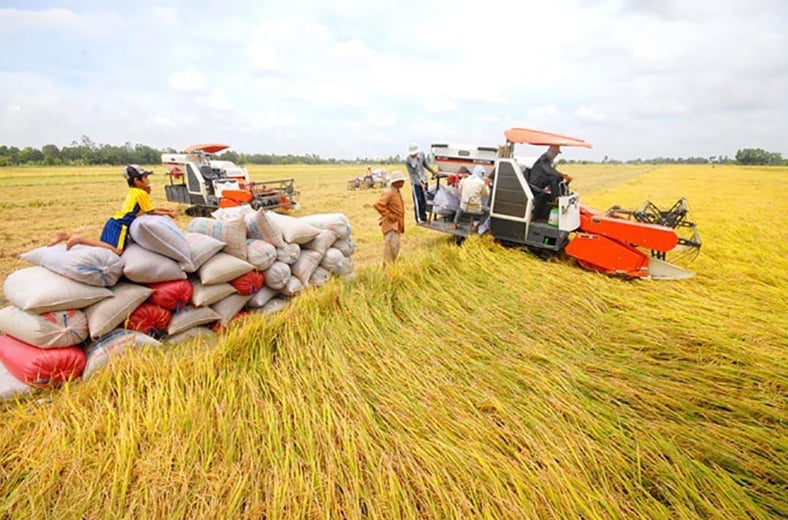 Thứ trưởng cho rằng Việt Nam và Thái Lan, hai quốc gia giàu tiềm năng về nông nghiệp nhiệt đới, cần hợp tác phát triển chuỗi giá trị số ngành nông sản, nhằm phục vụ cả thị trường nội khối và quốc tế. Ảnh minh họa. Thứ trưởng cho rằng Việt Nam và Thái Lan, hai quốc gia giàu tiềm năng về nông nghiệp nhiệt đới, cần hợp tác phát triển chuỗi giá trị số ngành nông sản, nhằm phục vụ cả thị trường nội khối và quốc tế. Ảnh minh họa.