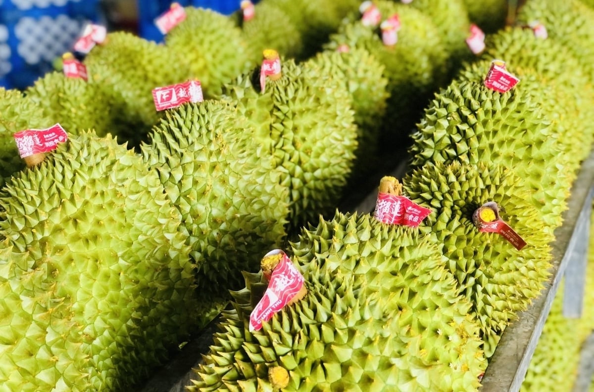 Xuất khẩu sầu riêng 4 tháng đầu năm 2025 của Việt Nam hiện đang chững so với cùng kỳ năm 2024. Xuất khẩu sầu riêng 4 tháng đầu năm 2025 của Việt Nam hiện đang chững so với cùng kỳ năm 2024.