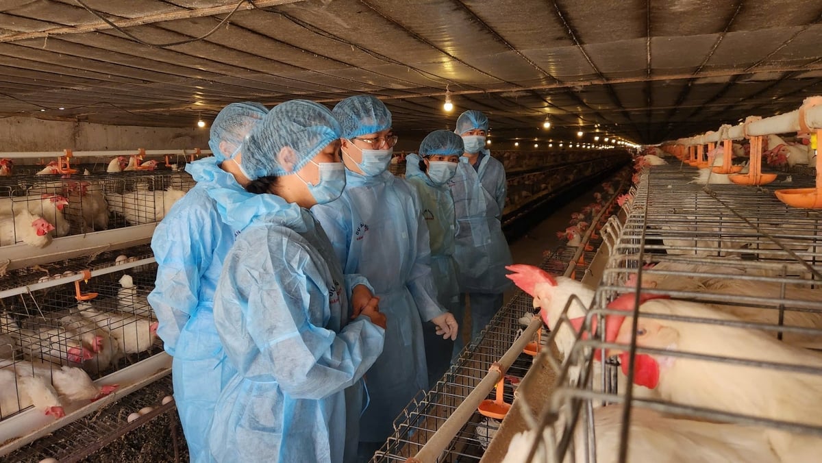 Đoàn công tác Bộ Nông nghiệp và Môi trường kiểm tra hoạt động chăn nuôi tại trang trại gà Tân An (TX Quảng Yên). Ảnh: Nguyễn Thành. Đoàn công tác Bộ Nông nghiệp và Môi trường kiểm tra hoạt động chăn nuôi tại trang trại gà Tân An (TX Quảng Yên). Ảnh: Nguyễn Thành.
