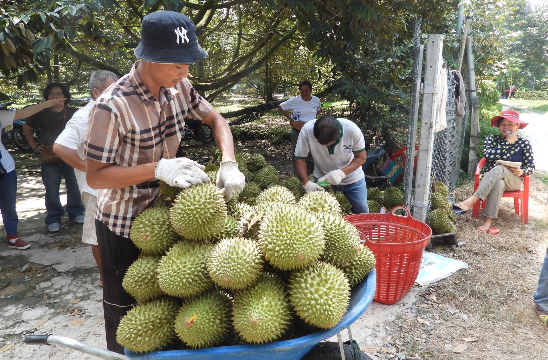 Sầu riêng Bàu Đồn vào vụ thu hoạch. Ảnh: Trần Trung. Sầu riêng Bàu Đồn vào vụ thu hoạch. Ảnh: Trần Trung.