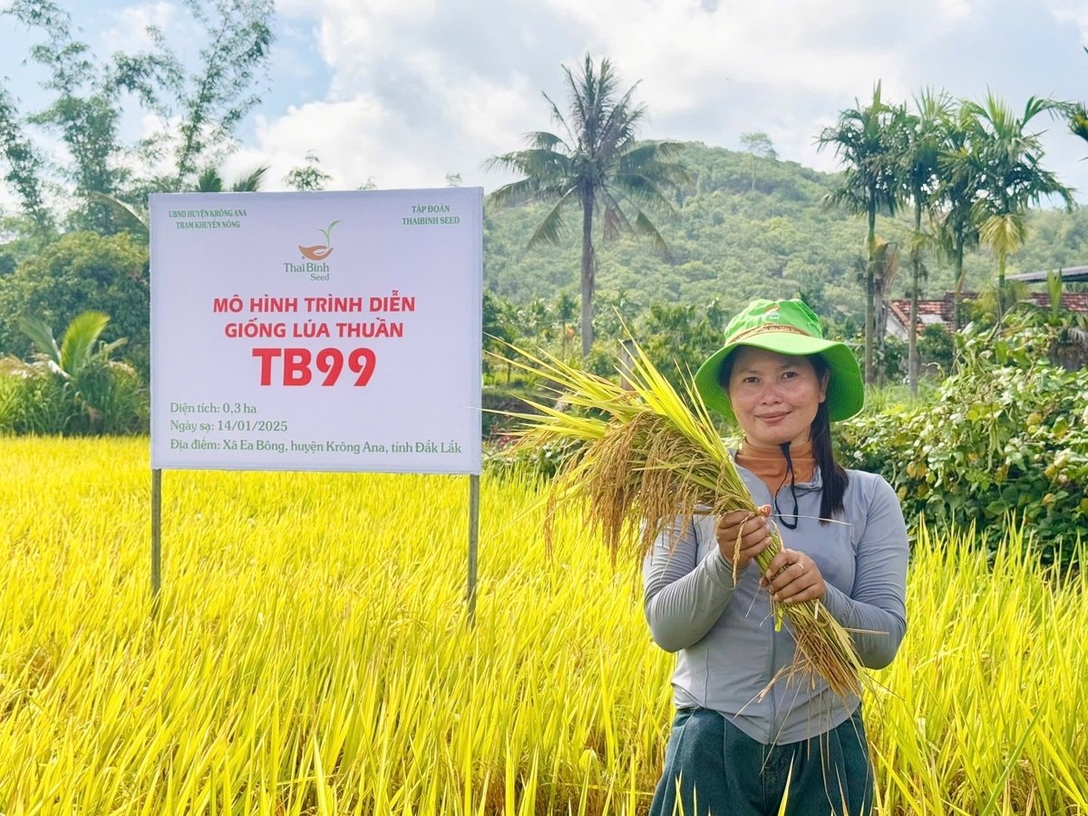 Giống lúa TB99 năng suất đạt 9 tấn/ha tại mô hình. Ảnh: Trần Thọ. Giống lúa TB99 năng suất đạt 9 tấn/ha tại mô hình. Ảnh: Trần Thọ.