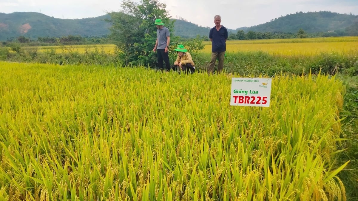 Giống lúa TBR225 năng suất 8,8 tấn/ha trong điều kiện canh tác bình thường. Ảnh: Trần Thọ. Giống lúa TBR225 năng suất 8,8 tấn/ha trong điều kiện canh tác bình thường. Ảnh: Trần Thọ.