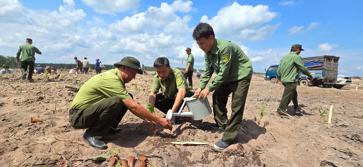 Việc trồng rừng tuân thủ nghiêm ngặt quy trình kỹ thuật với mật độ 2.220 cây/ha, khoảng cách 3 mét giữa các hàng và 1,5 mét giữa các cây, nhằm đảm bảo tỷ lệ sống cao và phát triển ổn định. Ảnh: Minh Sáng. Việc trồng rừng tuân thủ nghiêm ngặt quy trình kỹ thuật với mật độ 2.220 cây/ha, khoảng cách 3 mét giữa các hàng và 1,5 mét giữa các cây, nhằm đảm bảo tỷ lệ sống cao và phát triển ổn định. Ảnh: Minh Sáng.