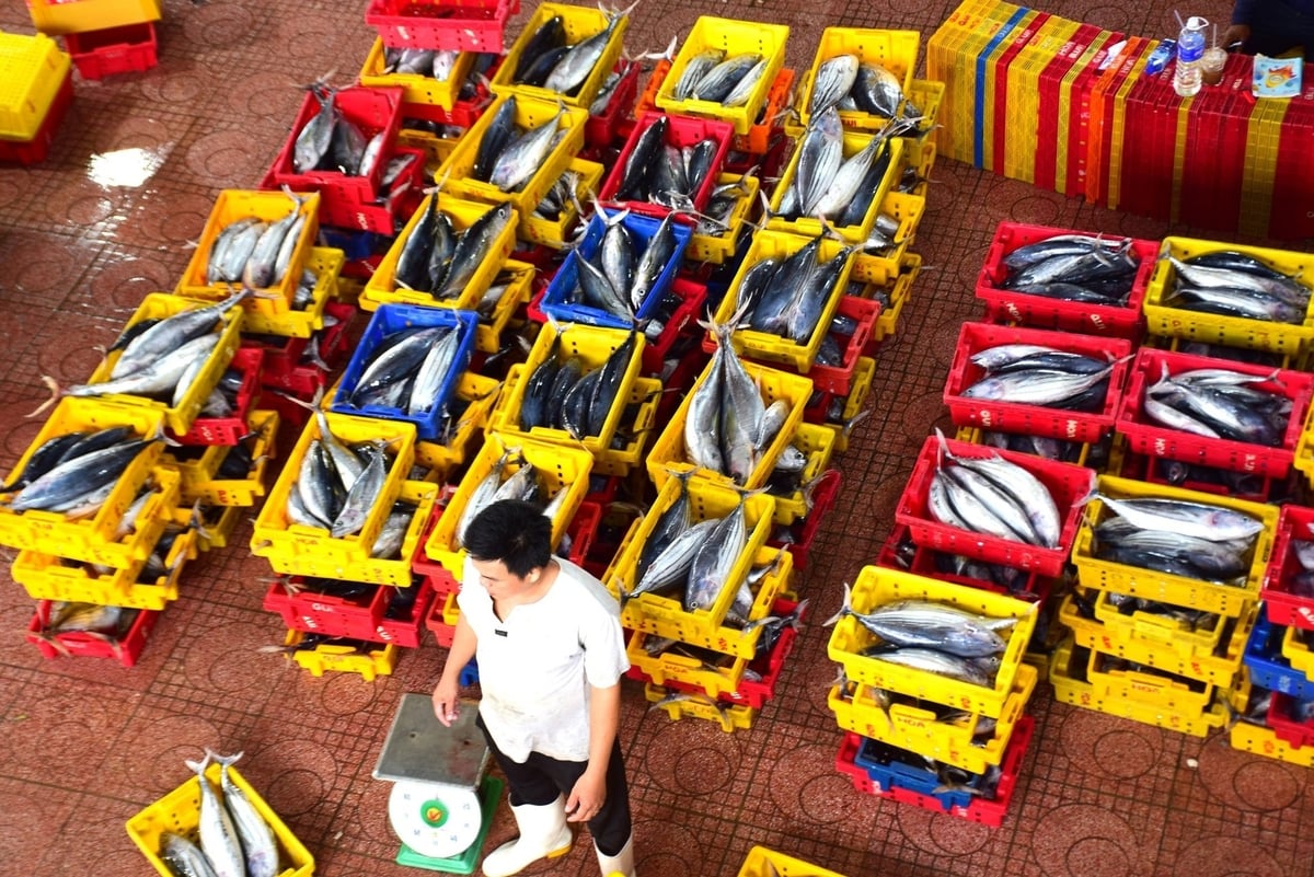 Chuyến biển này tàu cá BĐ 98860 TS của ngư dân Lê Hùng Cường đánh bắt được hơn 20 tấn cá ngừ sọc dưa nhưng vẫn không có lãi. Ảnh: V.Đ.T.
