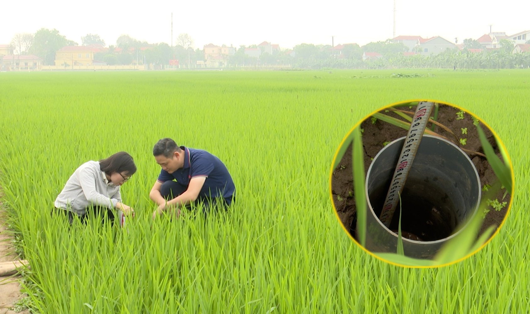 Việc trồng lúa theo phương pháp tưới ướt khô xen kẽ giảm lượng nước đáng kể so với trồng theo truyền thống. Ảnh: Hồng Thắm.