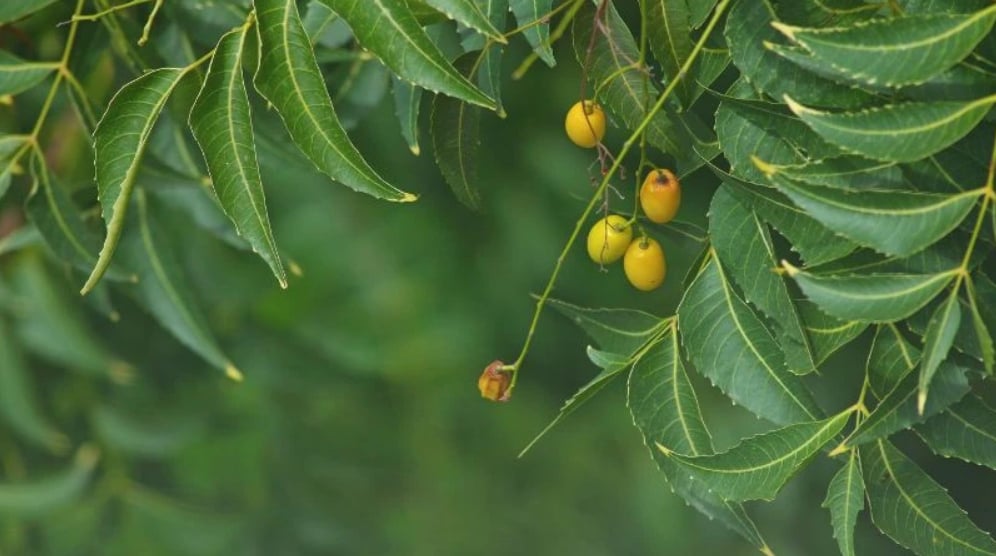 Cây neem Ấn Độ (Azadirachta indica) được biết đến là một loại thảo dược quý, thường được sử dụng trong nuôi trồng thủy sản để xua đuổi ký sinh trùng và phòng ngừa bệnh nhờ các đặc tính kháng khuẩn, kháng nấm tự nhiên. Ảnh minh họa. Cây neem Ấn Độ (Azadirachta indica) được biết đến là một loại thảo dược quý, thường được sử dụng trong nuôi trồng thủy sản để xua đuổi ký sinh trùng và phòng ngừa bệnh nhờ các đặc tính kháng khuẩn, kháng nấm tự nhiên. Ảnh minh họa.