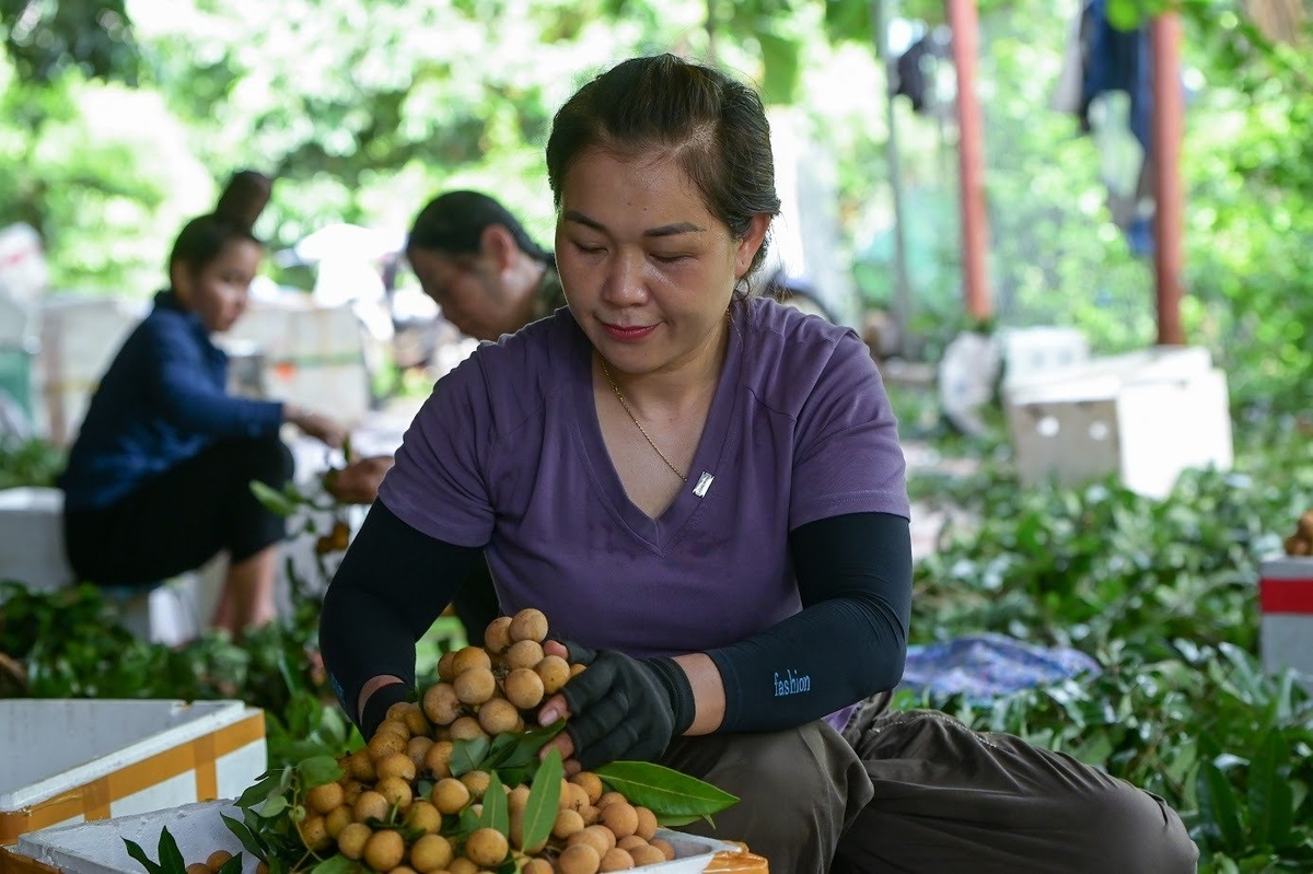 Không chỉ trong sản xuất, cơ giới hóa phải được áp dụng ngay trong cả việc thu hái. Ảnh: Đức Bình. Không chỉ trong sản xuất, cơ giới hóa phải được áp dụng ngay trong cả việc thu hái. Ảnh: Đức Bình.