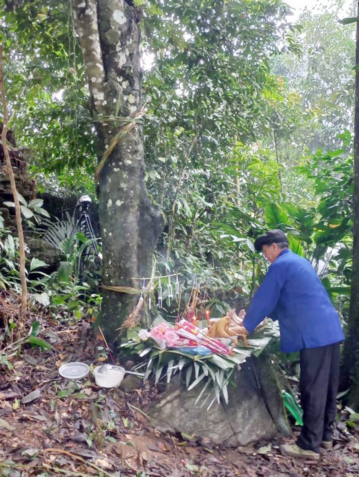 Nghi lễ cúng rừng của người Pa Dí, Mường Khương là một nghi lễ linh thiêng gắn với bản sắc văn hoá và ý thức bảo vệ môi trường. Ảnh: Cổng thông tin huyện Mường Khương.