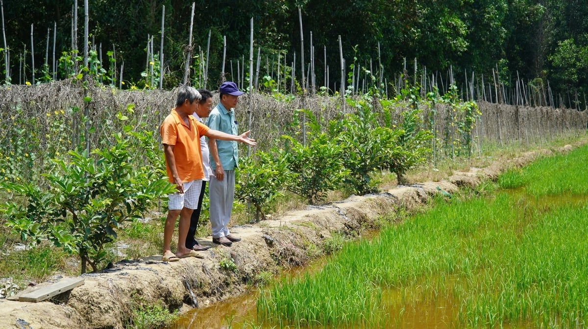Ông Thuận cùng các chuyên gia đang chia sẻ về quá trình canh tác lúa. Ảnh: Trần Phi. Ông Thuận cùng các chuyên gia đang chia sẻ về quá trình canh tác lúa. Ảnh: Trần Phi.